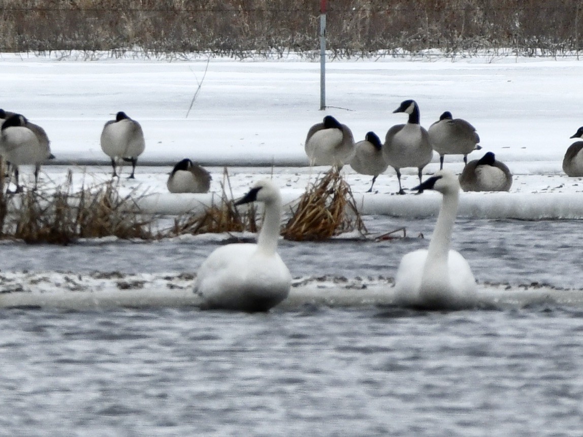 Trumpeter Swan - ML215735661