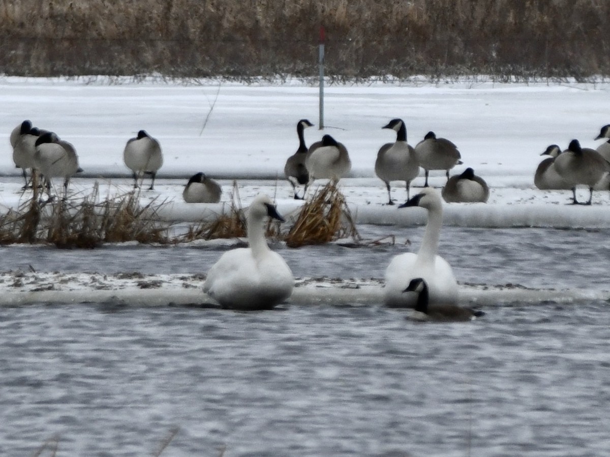 Trumpeter Swan - ML215735841