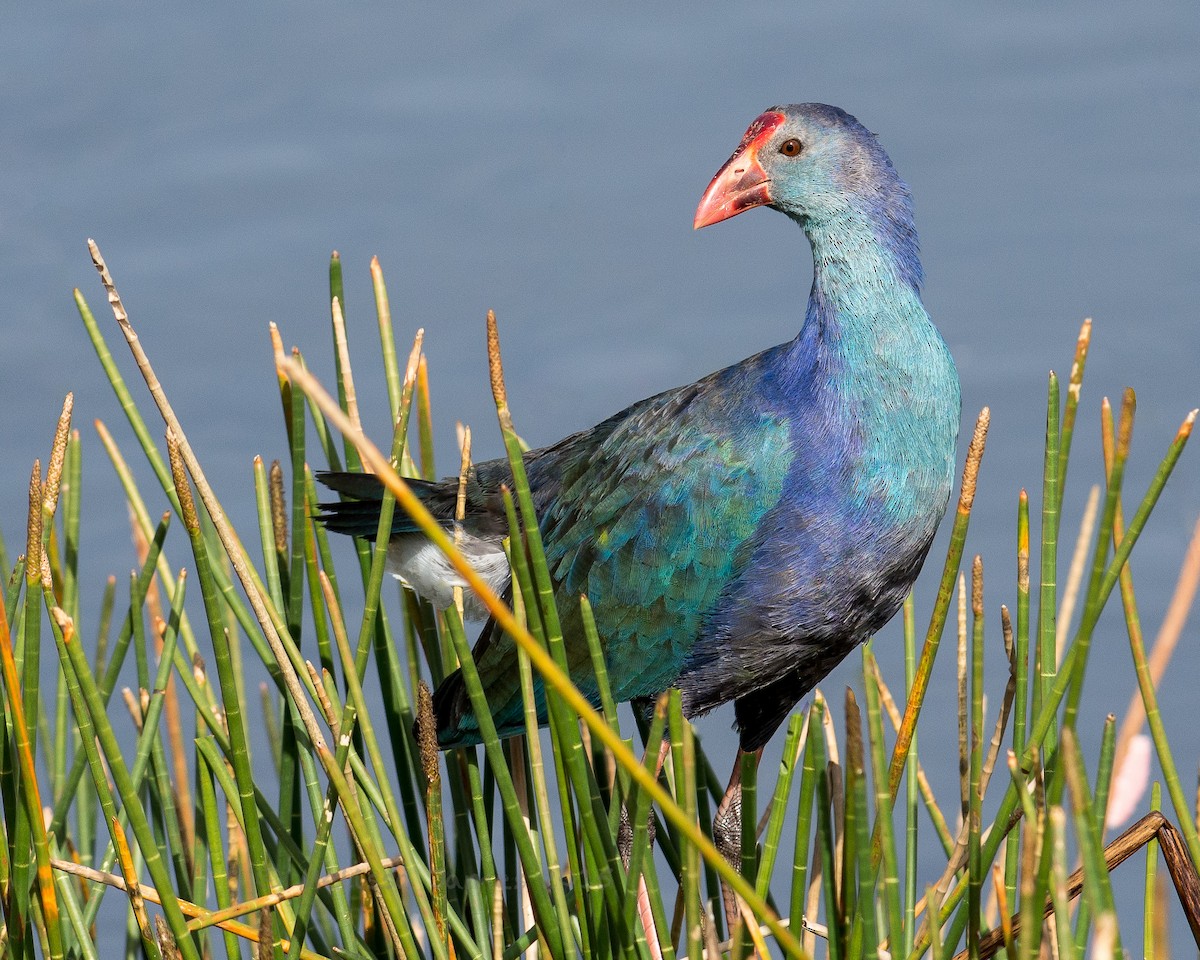 Gray-headed Swamphen - ML21573611