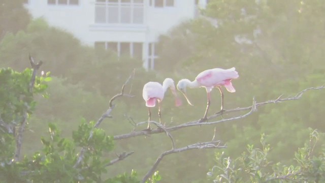 Roseate Spoonbill - ML215737191