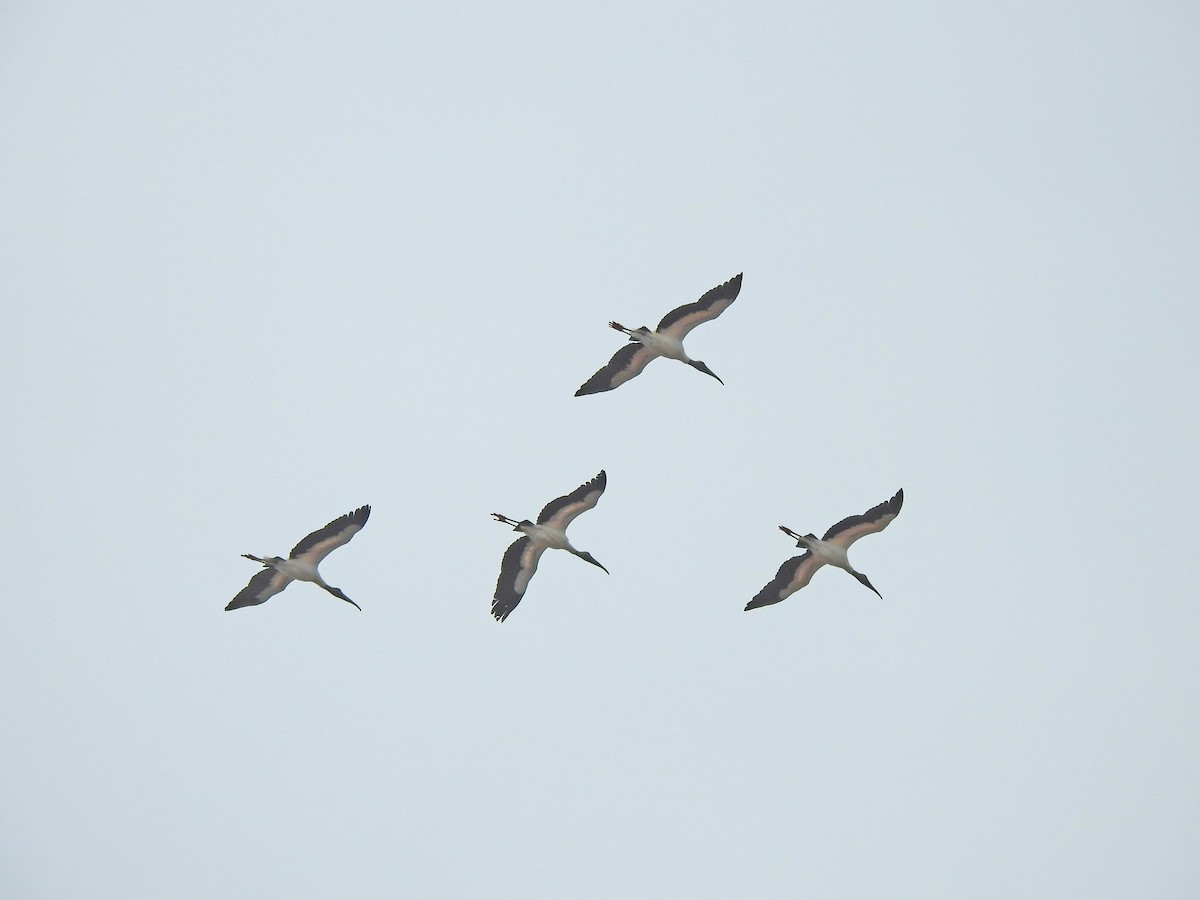 Wood Stork - ML215739021