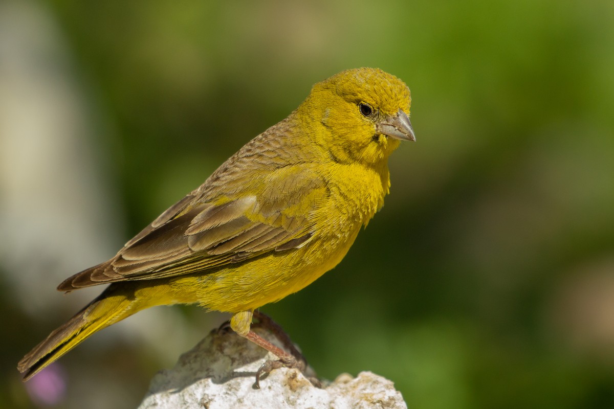 Greenish Yellow-Finch - Pablo Andrés Cáceres Contreras