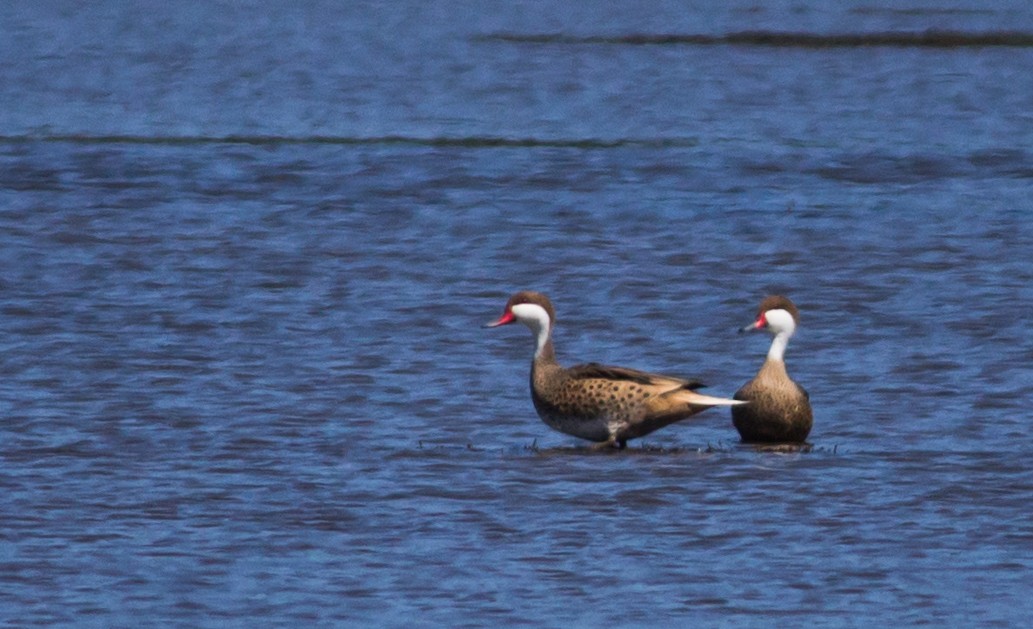 White-cheeked Pintail - ML215743891