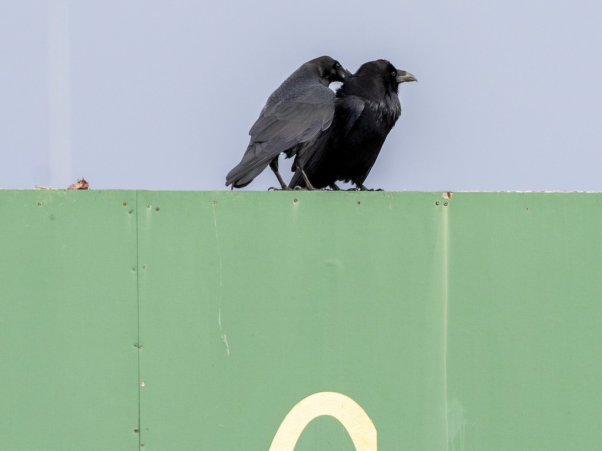 Common Raven - ML215744111