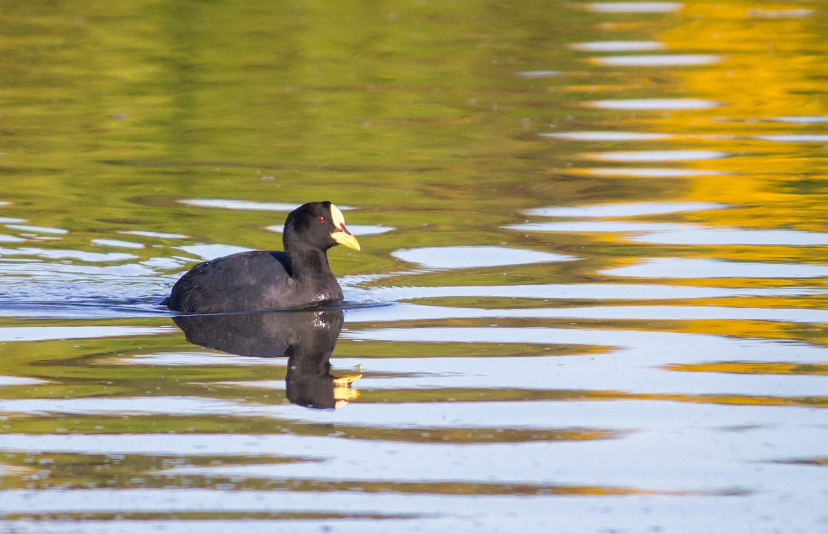 Red-gartered Coot - ML215744741