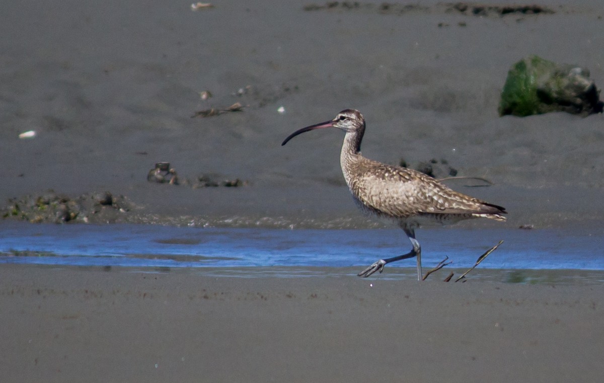 Whimbrel - ML215744821