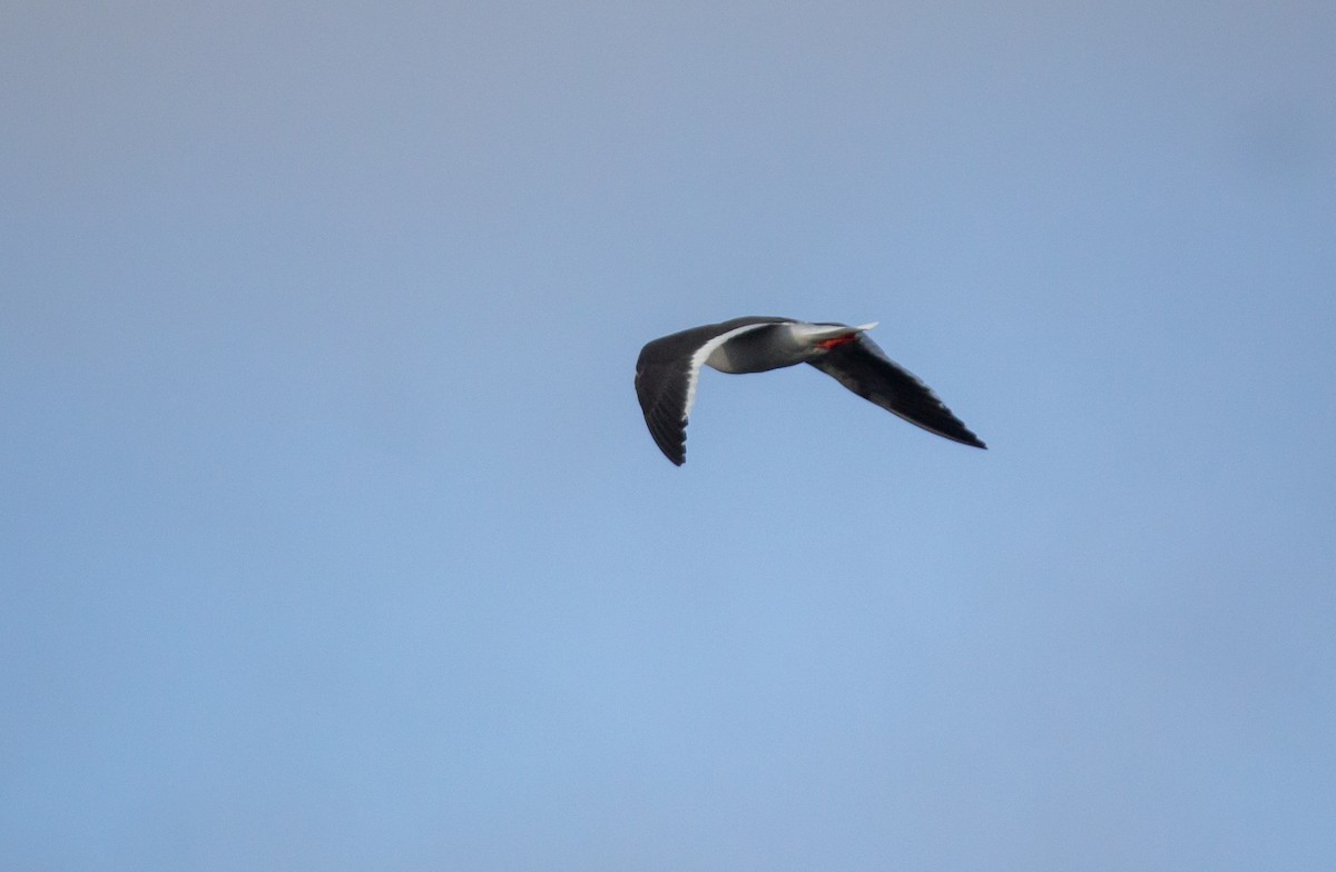 Gaviota Patagona - ML215745191