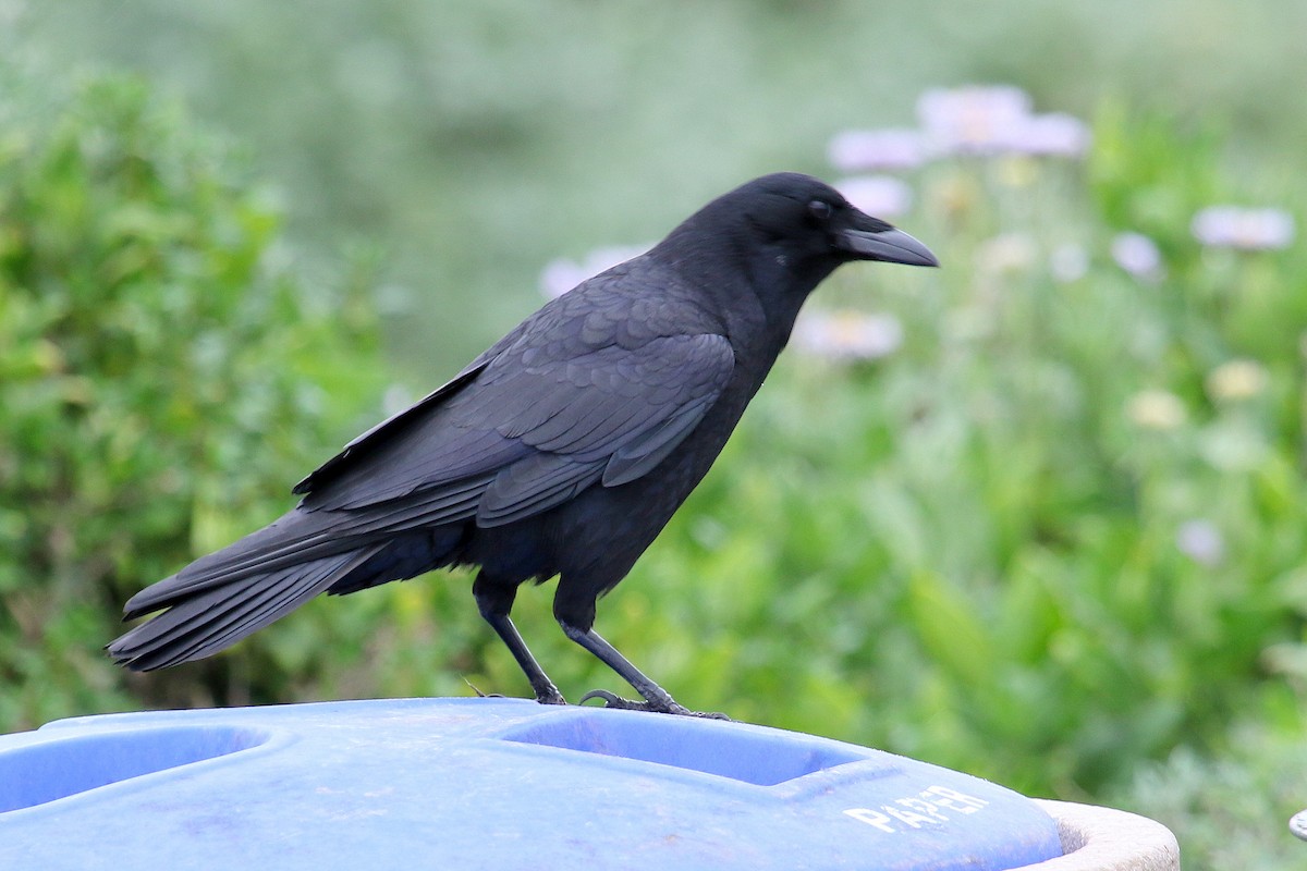 American Crow - ML215745291