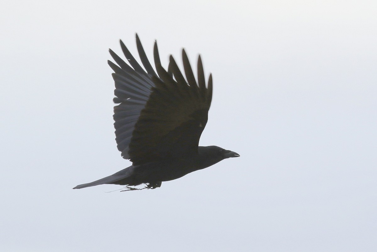 American Crow - ML215745311