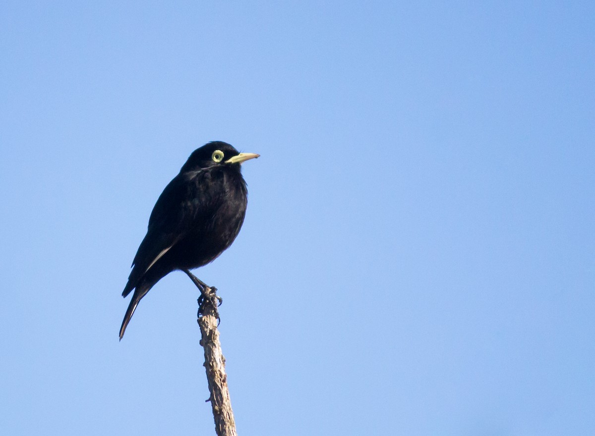 Spectacled Tyrant - DANIEL ESTEBAN STANGE FERNANDEZ