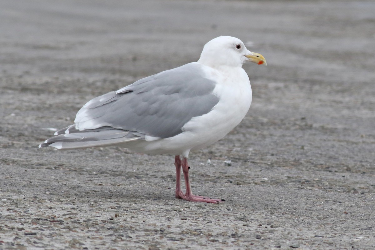 Glaucous-winged Gull - Ginger Spinelli