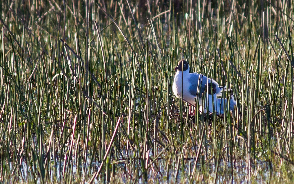 Brown-hooded Gull - ML215745931