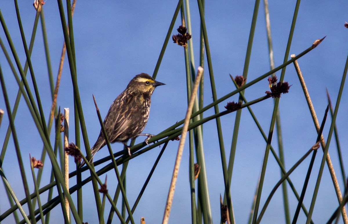 Yellow-winged Blackbird - ML215746021