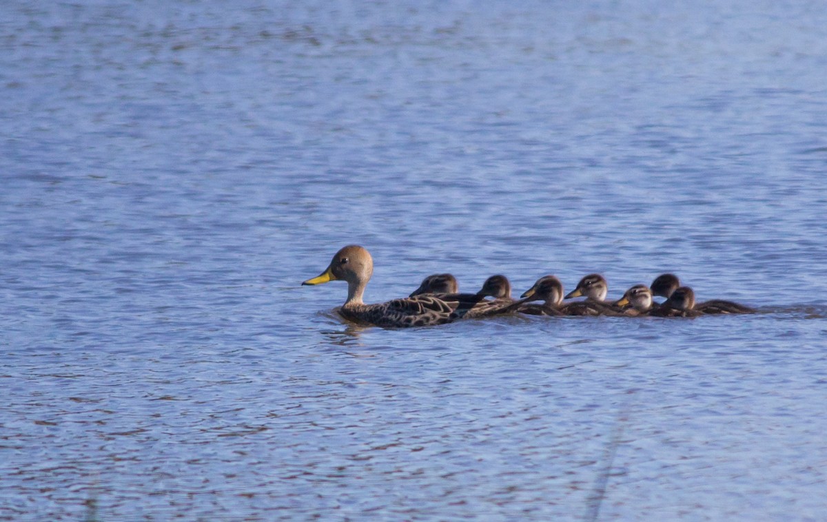 Yellow-billed Pintail - ML215746181