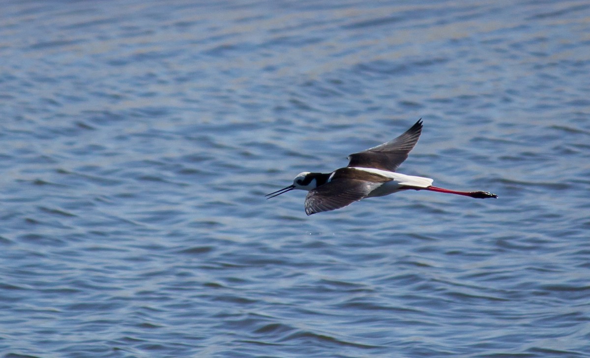 Black-necked Stilt - DANIEL ESTEBAN STANGE FERNANDEZ