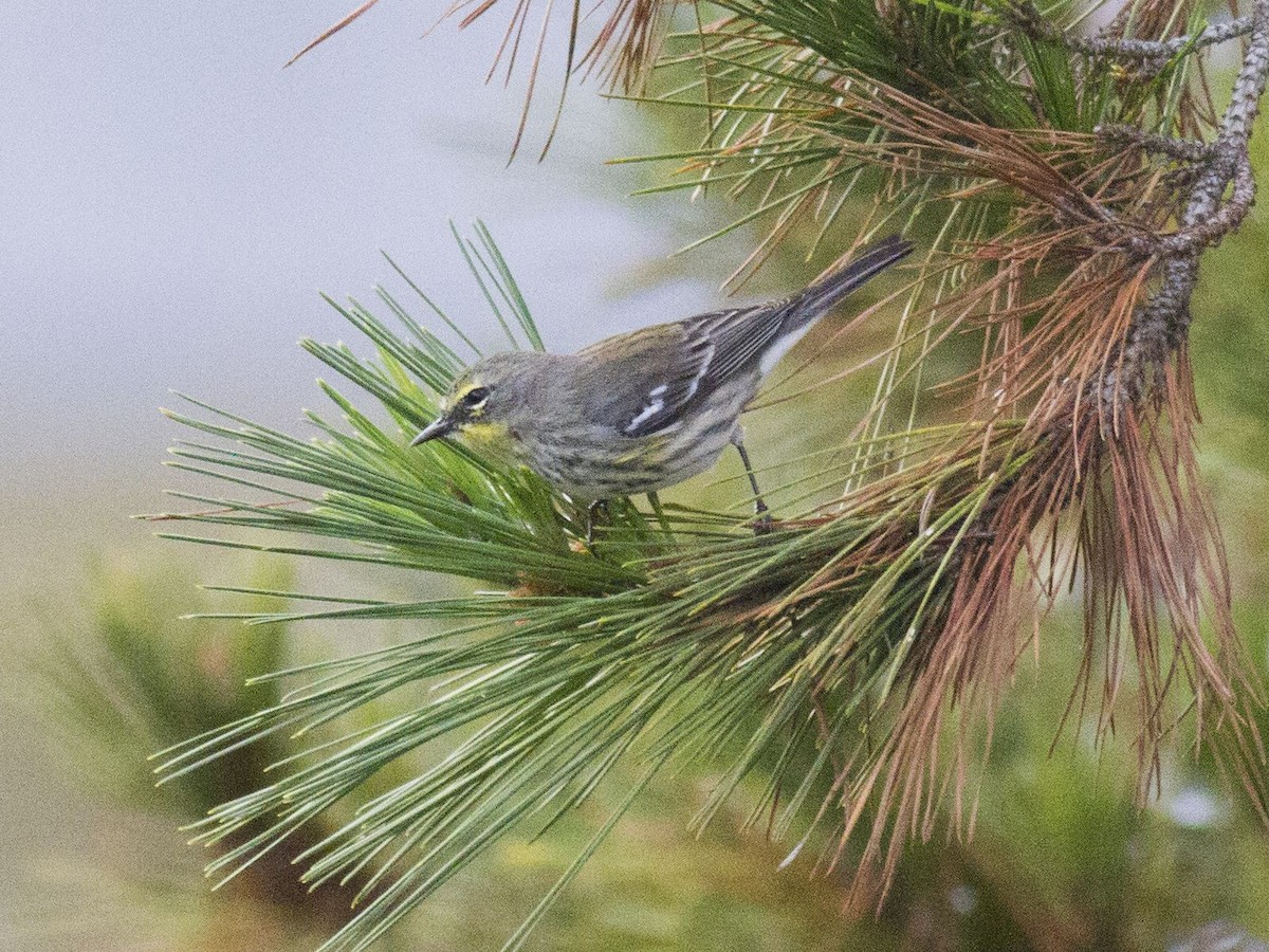 Yellow-rumped x Grace's Warbler (hybrid) - Gary Nunn