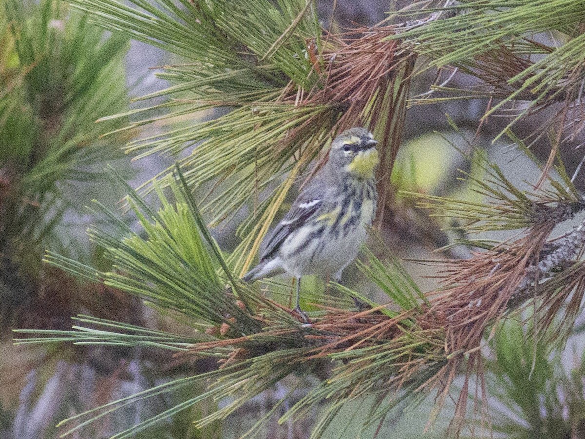 Yellow-rumped x Grace's Warbler (hybrid) - Gary Nunn
