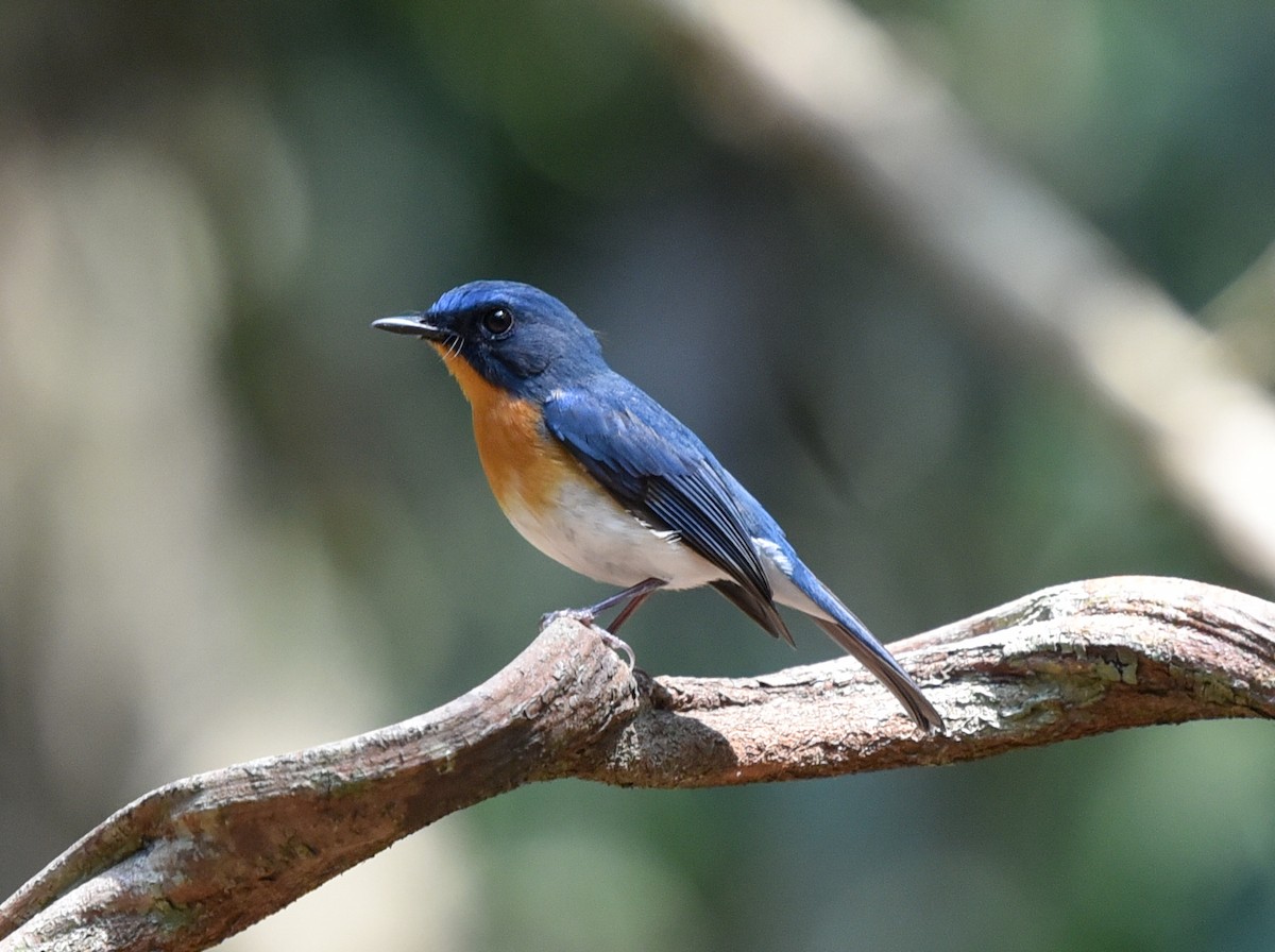 Indochinese Blue Flycatcher - Bruce Wedderburn