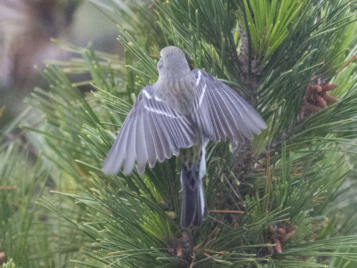 Yellow-rumped x Grace's Warbler (hybrid) - Gary Nunn