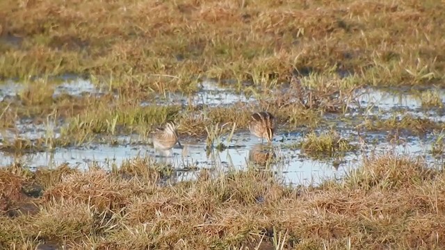 Wilson's Snipe - ML215750591