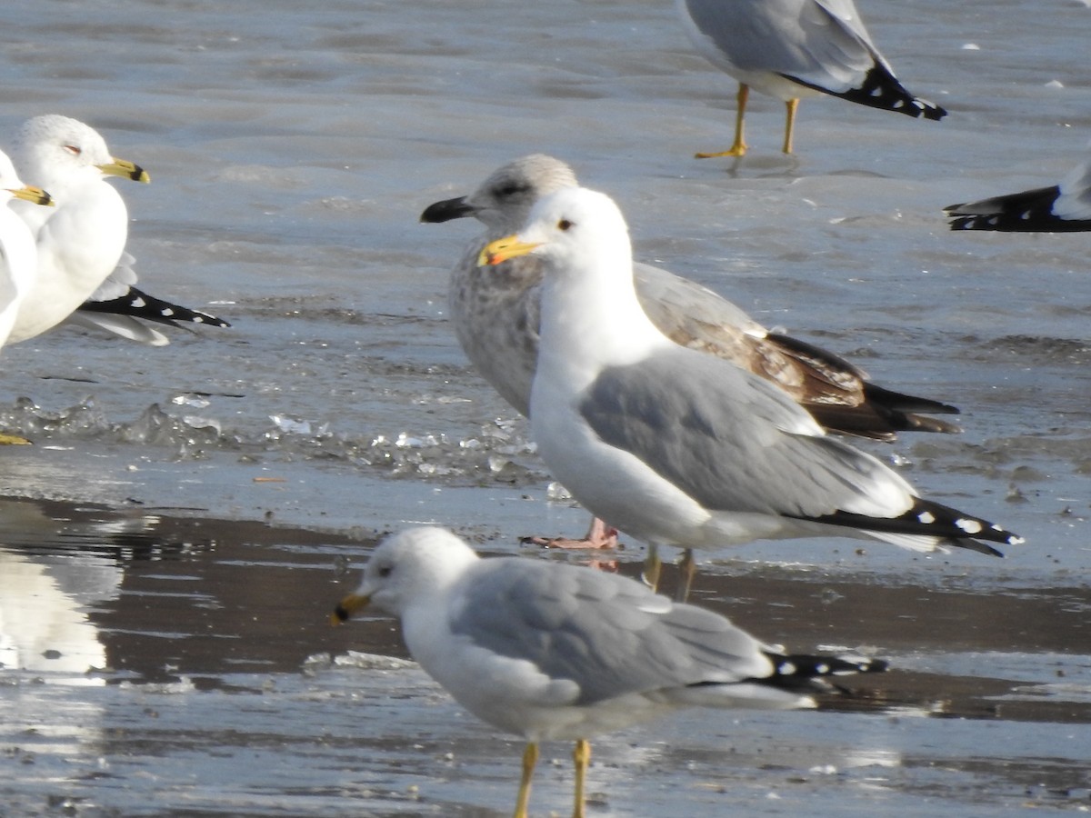 California Gull - ML215750841