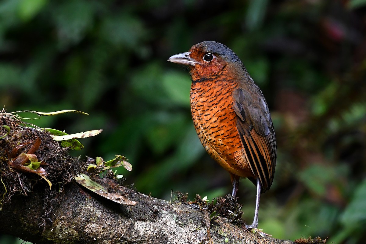 Giant Antpitta - ML215751051