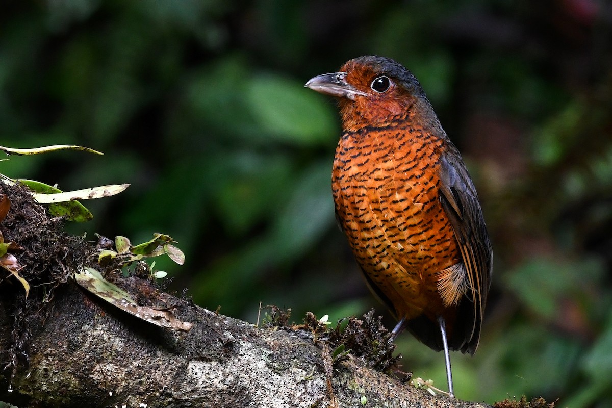 Giant Antpitta - ML215751061