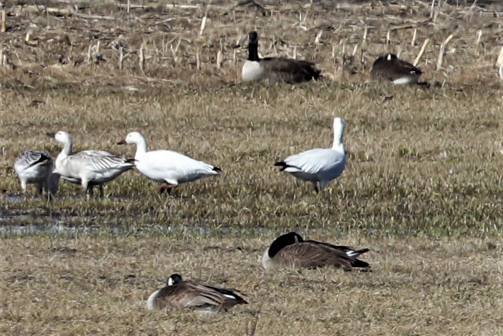 Snow Goose - ML215751291