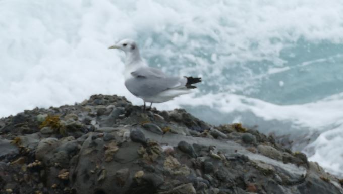 Black-legged Kittiwake - ML215752581