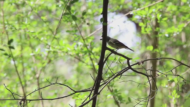 Blue-headed Vireo - ML215756041