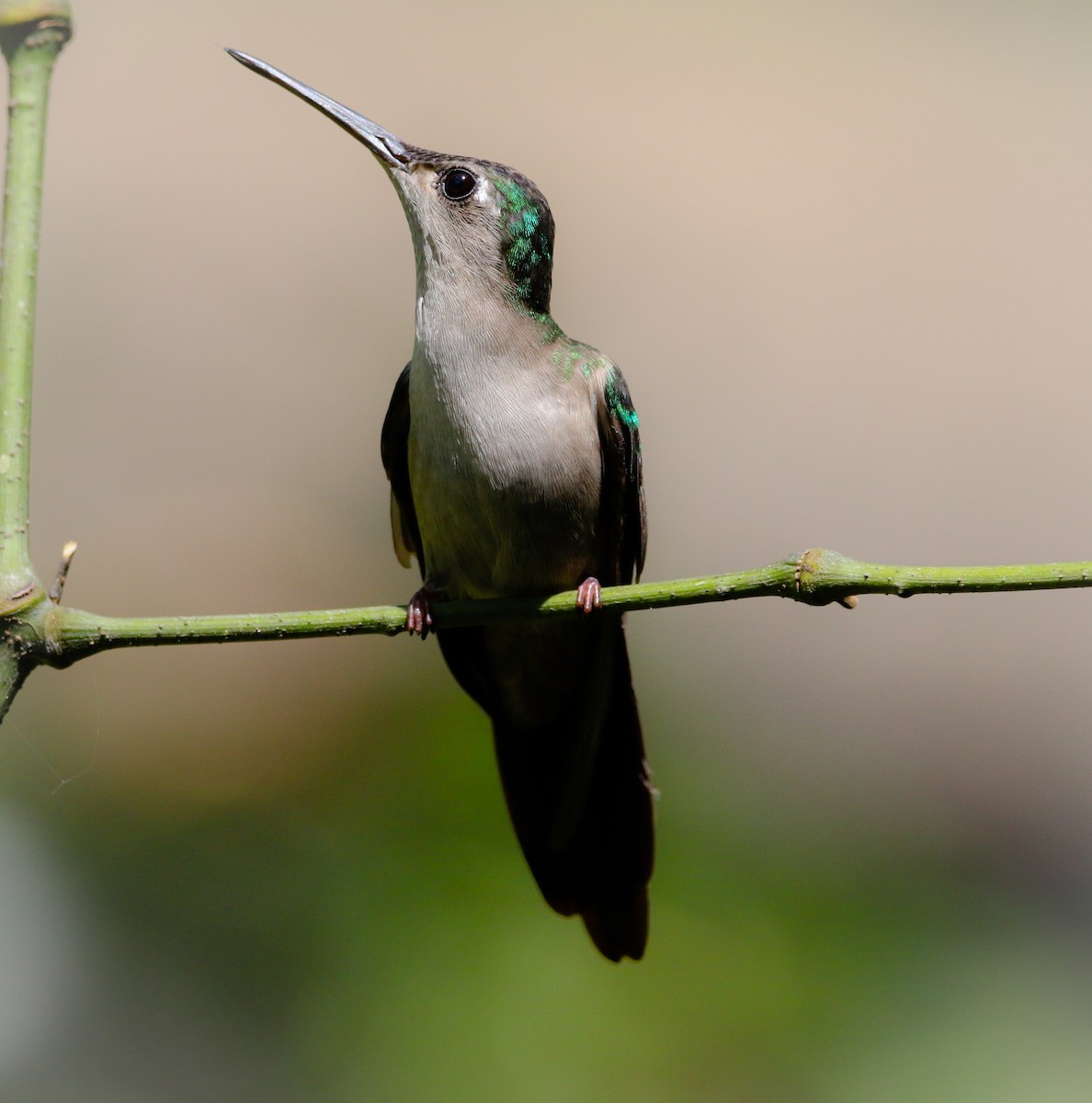 Wedge-tailed Sabrewing - ML215757191