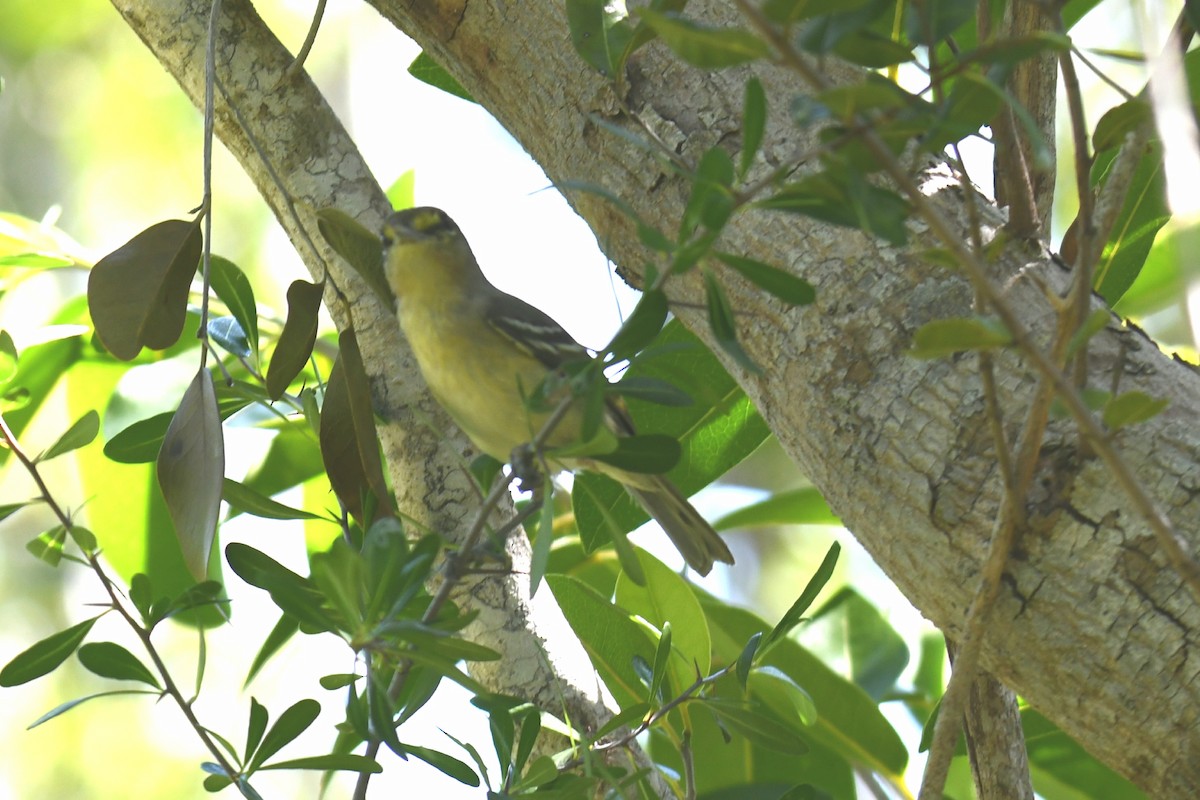 Vireo Piquigrueso - ML215758021