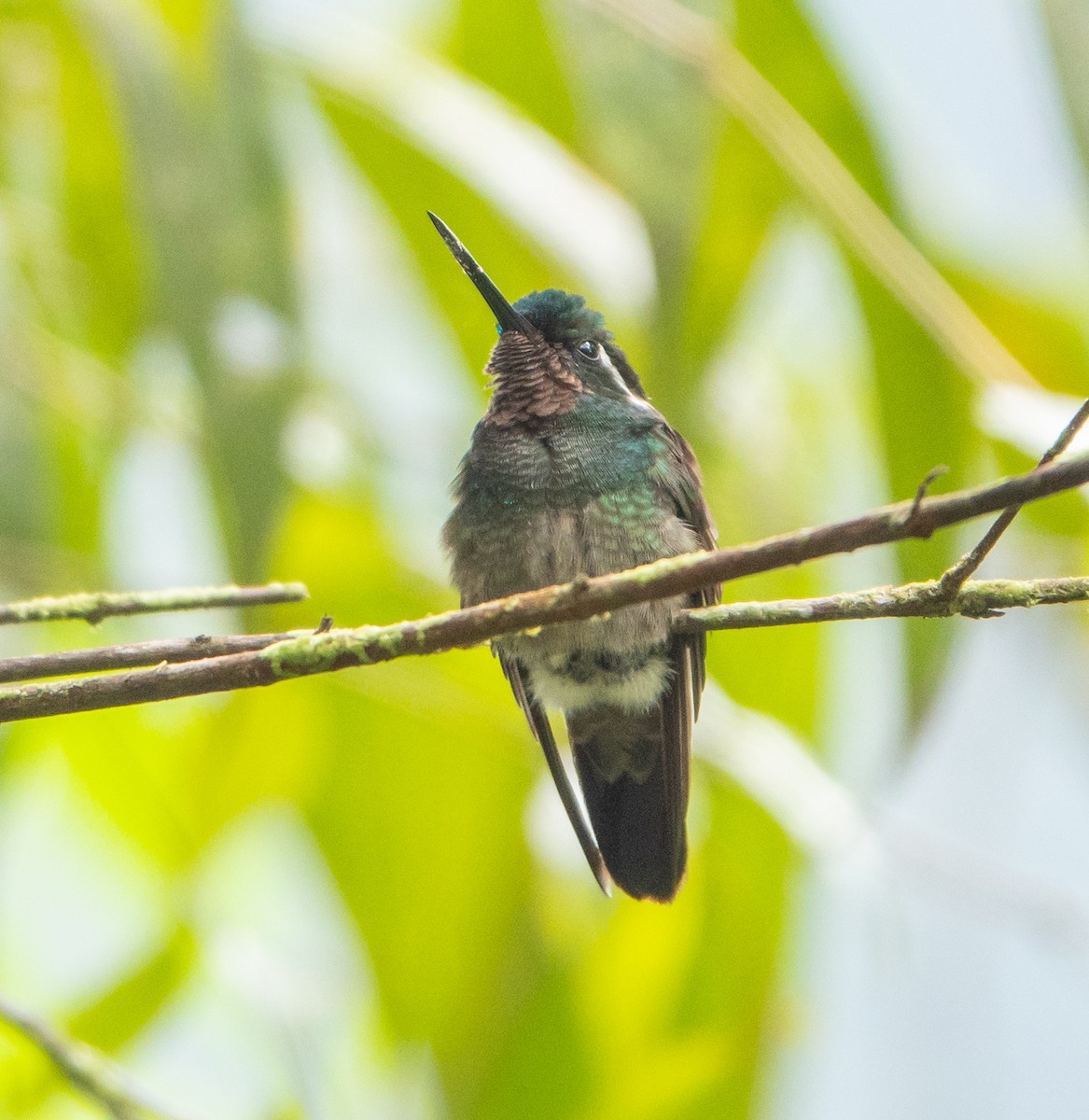 kolibřík fialovohrdlý - ML215758151