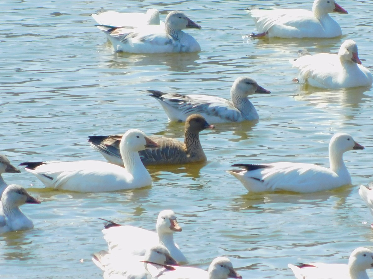 Pink-footed Goose - ML215758171