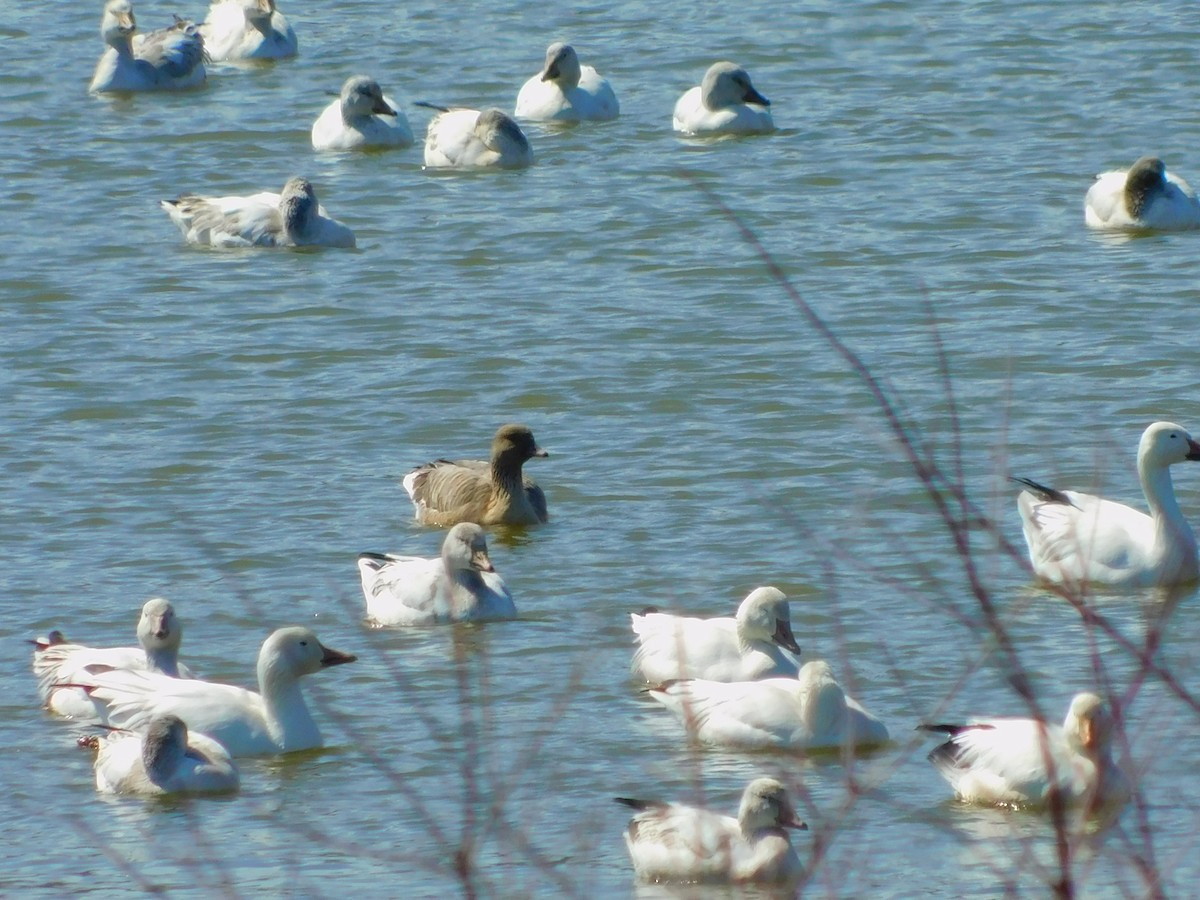 Pink-footed Goose - Carrington Stephenson