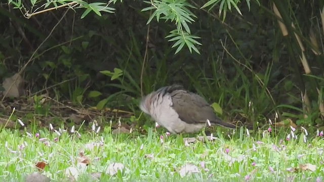 White-tipped Dove - ML215761461