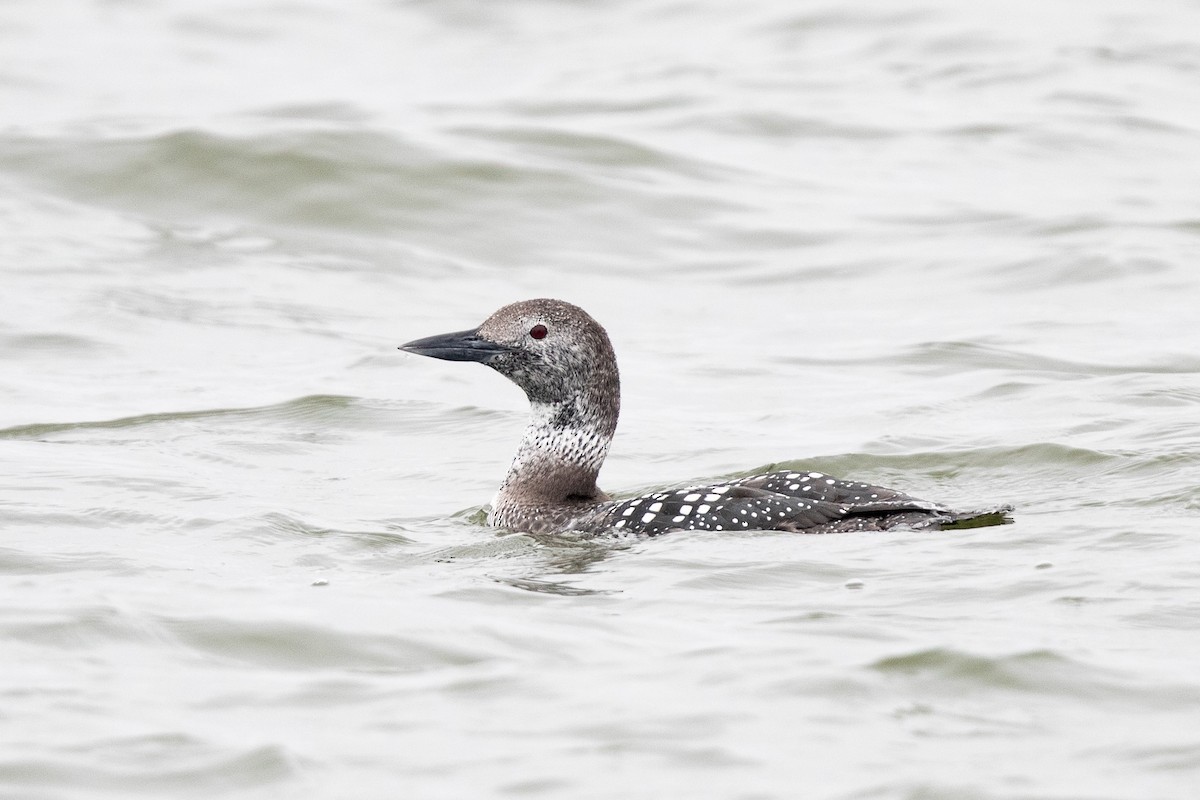 Common Loon - Mike Cameron