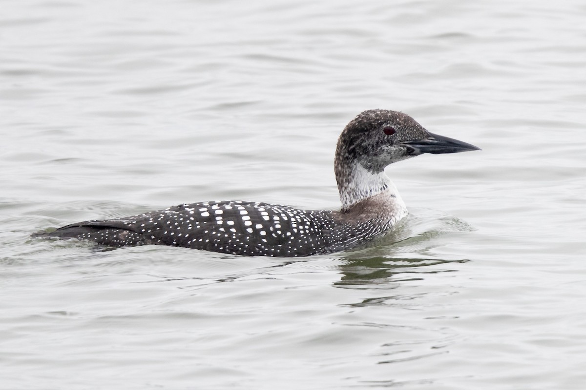 Common Loon - Mike Cameron