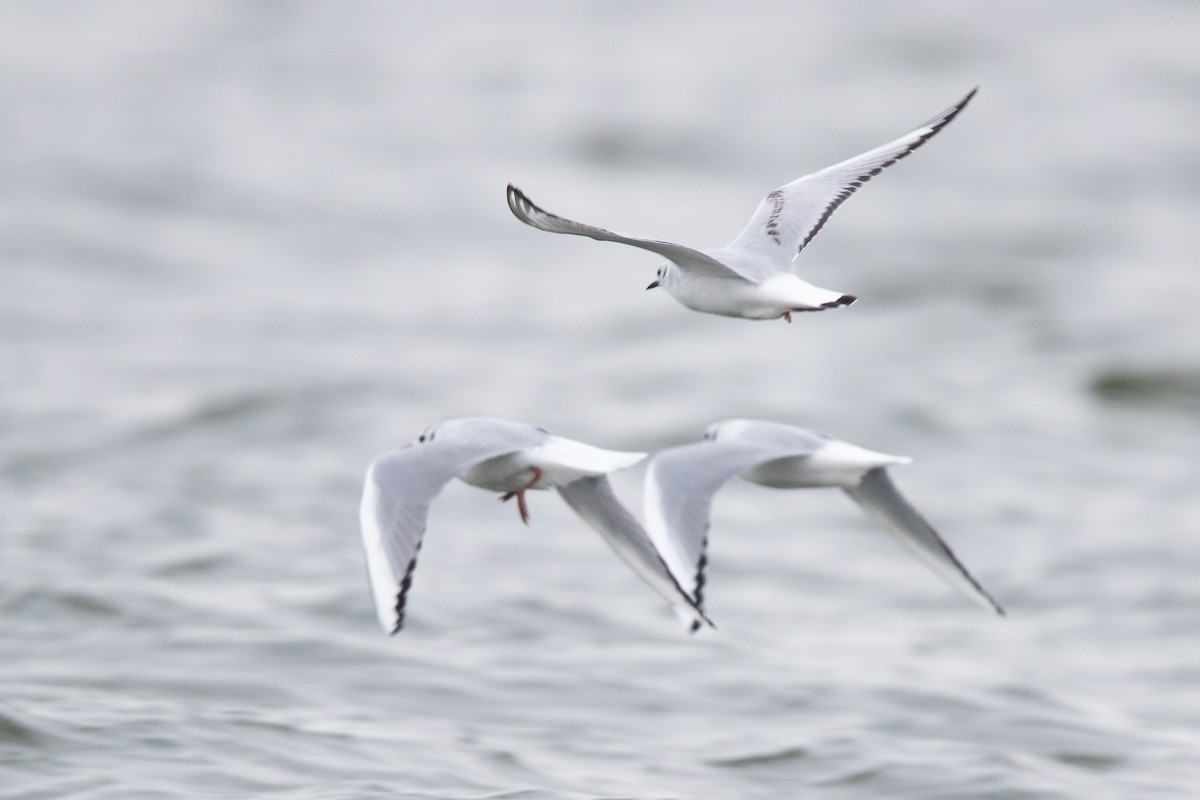 Bonaparte's Gull - Mike Cameron