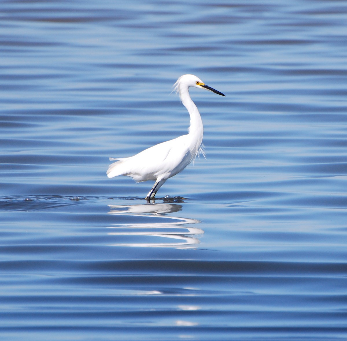 Snowy Egret - Robin Corcoran