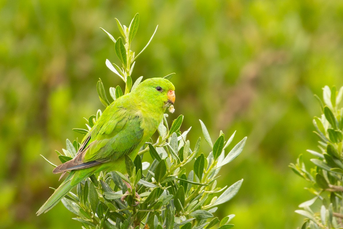 Mountain Parakeet - Pablo Andrés Cáceres Contreras