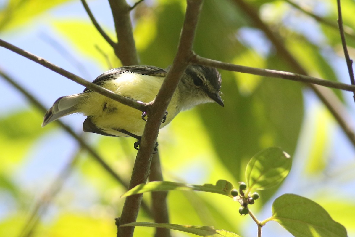 Тиран-крихітка темноголовий (підвид griseiceps) - ML215768561