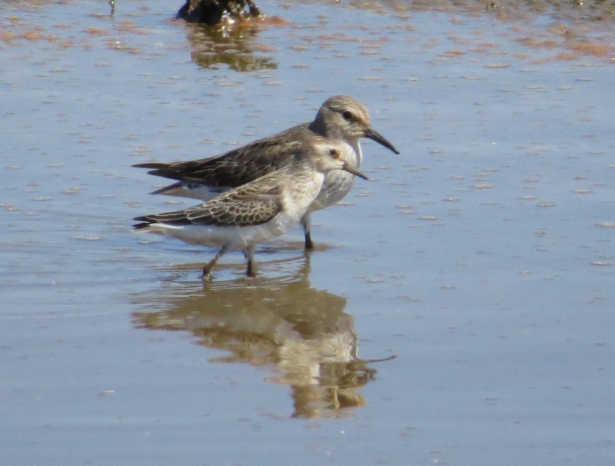 White-rumped Sandpiper - Fred Shaffer