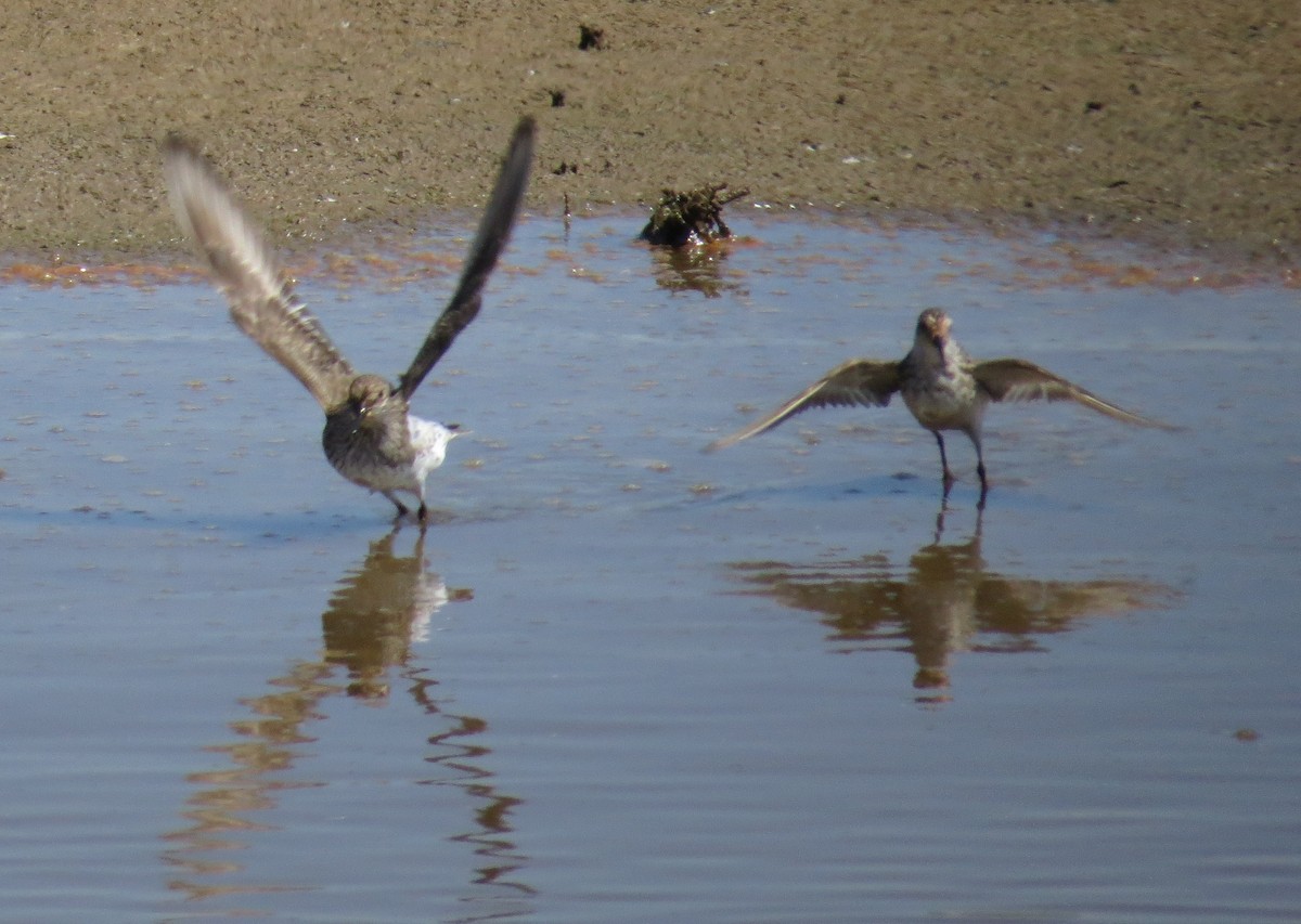 White-rumped Sandpiper - Fred Shaffer