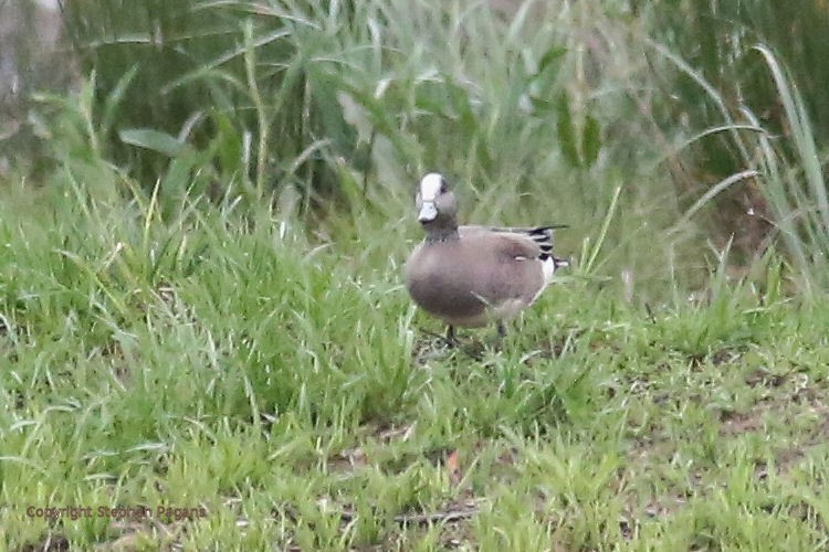 American Wigeon - ML215772621