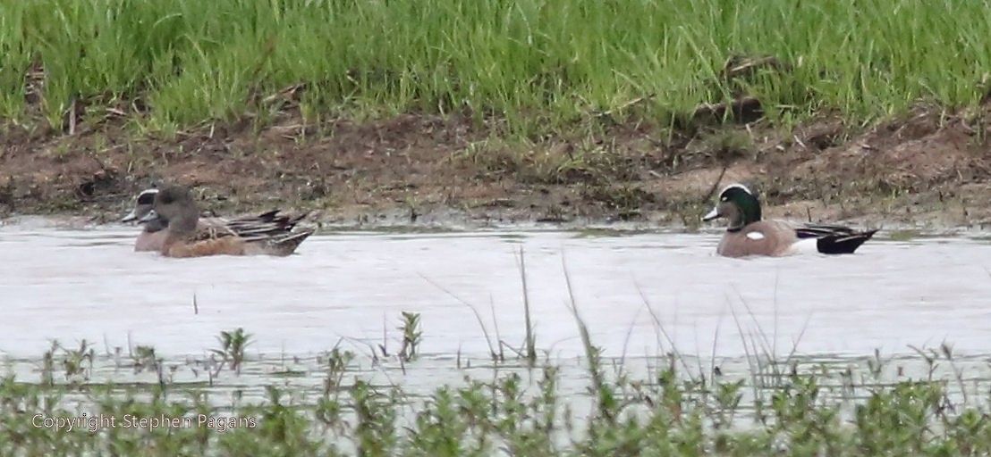 American Wigeon - ML215772771