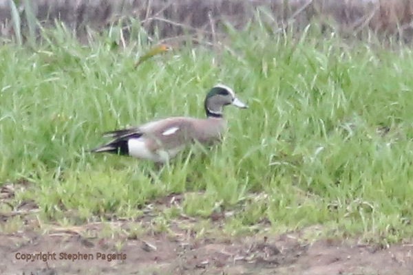 American Wigeon - ML215774101
