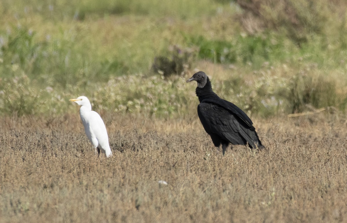 Black Vulture - ML215774231