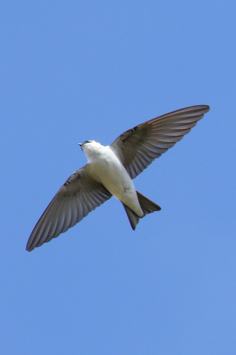 Violet-green Swallow - ML215776241