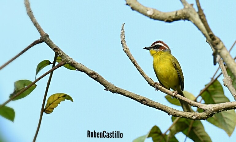 Rufous-capped Warbler - ML215776771